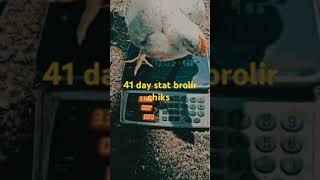 41 day stat brolir chiks w8 chicken poultryfram chickenfarmbusiness poultrytips poultryworld [upl. by Etnoed]