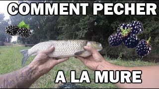 Comment Pêcher le Chevesne a la mure Nico Fishing 13 [upl. by Anilam]