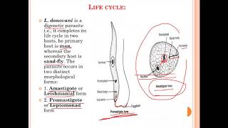 Leishmania donovani [upl. by Lertnahs593]