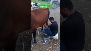 milking cow 🐄 Aarya Dairy Farm how to milking cow [upl. by Edniya671]