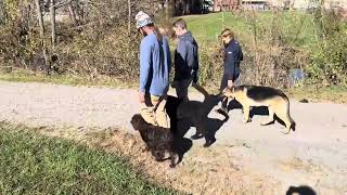 Beyond Sit And Stay Off leash training  Luna  Boykin Spaniel [upl. by Enifesoj]