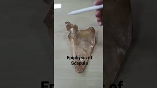 Epiphysis of Scapula [upl. by Arytahs]