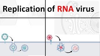 Replication of RNA virus  How RNA virus replicate  Virology USMLE [upl. by Esereht626]