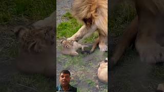 baby lions and mom dad lion animals youtubeshorts wildlife baby babyanimals lioncubs [upl. by Sseb305]