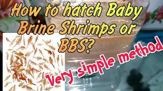 Paano Magpahatch ng Baby Brine Shrimp Eggs BBS Simple Method [upl. by Nnek]