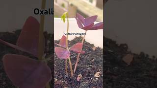 Oxalis triangularis plants youtubeshorts shorts [upl. by Farand63]