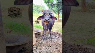 Ek Kasna badam layo Re cowshort funny [upl. by Yrod]