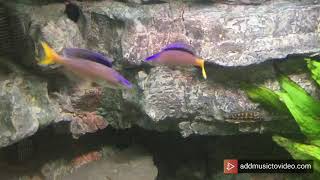 Cyprichromis Leptosoma blue flash Isanga Fightdance [upl. by Ahsito]