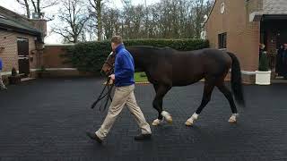 Irish Thoroughbred Marketing Irish Stallion Trail 2019 Visit to Kildangan Stud Jan 2019 [upl. by Filia]