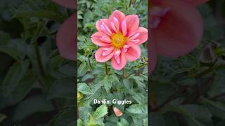 Dahlia Giggles dahlia gardening perennial flowers garden dahlias [upl. by Iadam]