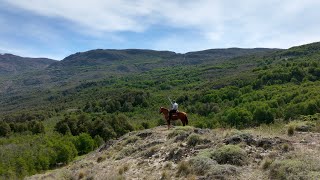 The Foundations Rewilding Chile amp Rewilding Argentina – Ep 2 [upl. by Gefen]