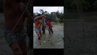 Flood Water Fish Catching in Net shortviral shorts fishinglife [upl. by Oona]