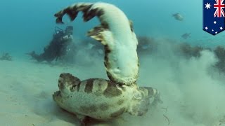 Wobbegong sharks caught on camera thrashing underwater in mating ritual off Gold Coast  TomoNews [upl. by Ire316]