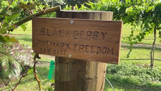 PrimeArk Freedom Blackberries  first full year update [upl. by Eetnahs]