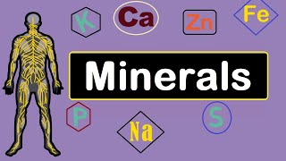 Mineral Nutrition Macro amp Trace  Functions amp Sources  Human body [upl. by Arik]