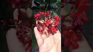 peregrina Jatropha Integerrima beautifulflow nature flowers plants gardeningtrending viral [upl. by Soelch]