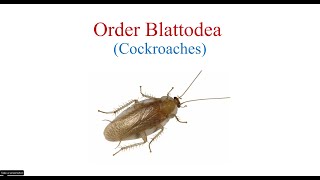 Order Blattodea [upl. by Ailb71]