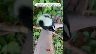 rescue baby skunk skunksanimalsshorts [upl. by Erinna]