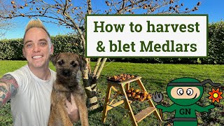 How to harvest amp blet medlars the only winter fruiting tree [upl. by Dibri]