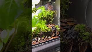 I Ordered Mud In A Cup youtubeshort terrarium vampirecrab [upl. by Nerwal]