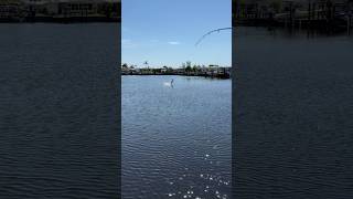 BIG backwater tarpon fishing fish florida backwater tarpon summer [upl. by Verada]