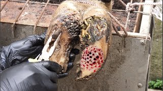 Cut Trim and Cleaning Screw with Wood WAS STUCK IN cows hoof [upl. by Adnyleb]