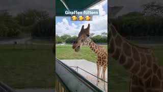 Giraffen füttern 🥰 [upl. by Asirret]