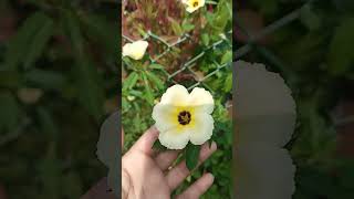 beautiful Turnera flowerflowers shorts nature viral [upl. by Sisak329]