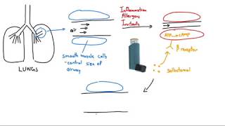 Salbutamol Ventolin Explained in 2 Minutes [upl. by Burley]