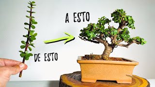 COMO HACER UN BONSAI DE PORTULACARIA AFRA ✅ De esqueje a bonsai 💯 [upl. by Strephonn]