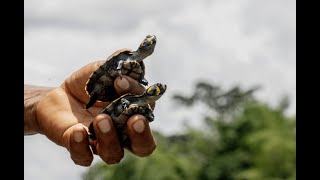 La comunidad Cofán Zábalo logró evitar la desaparición de tortugas en el río Aguarico [upl. by Knowland]