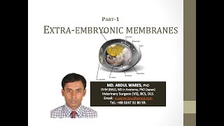 Vet Embryology 51 ExtraEmbryonic Membranes [upl. by Zoltai]