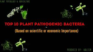 Top 10 plant pathogenic bacteria which have economic and scientific importance [upl. by Etnauq]