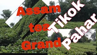 chai ki spellingAssam tea bagantikok paharassam🥀🥀assam bagan [upl. by Aiclid]