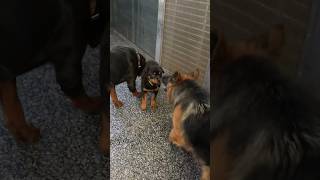 German shepherd Zoey Rottweiler puppy chloe ko drati hai shorts rottweiler [upl. by Oaks]