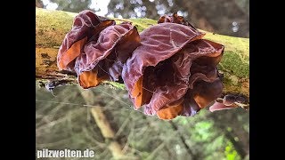 Judasohr Wolkenohrenpilz Chinesische Morchel Ohrlappenpilz Auricularia auriculajudae [upl. by Bondy76]