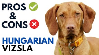 Vizsla Dog Pros and Cons  Hungarian Vizsla Dog Advantages and Disadvantages [upl. by Timon]