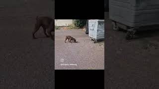 working patterdale terrier destroying Rats [upl. by Annahahs]