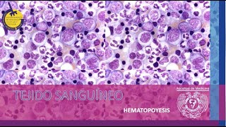 T2C14E2 Sangre Hematopoyesis [upl. by Ahserkal]