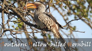 Southern Yellowbilled Hornbill Bird Call amp Video  Common Kruger Park Birds  Stories Of The Kruger [upl. by Aillicec365]