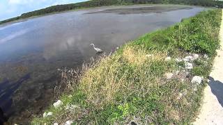 Exploring Huntington Beach State Park  Murrells Inlet SC [upl. by Hinze]