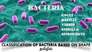 Classification of bacteria based on the shapecocci  Bacilli Vibrio Spirilla  Spirochaete Tamil [upl. by Akimet]