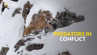 Boone Smith in Montana  Cougar Vs Wolf  हिंदी  Full Episode  S1  E1  Nat Geo Wild [upl. by Keyte]