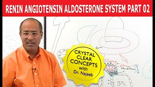 Renin Angiotensin Aldosterone System  RAAS Part 2👨‍⚕️ [upl. by Gasperoni]