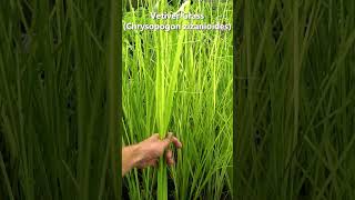 Top 3 Grasses for Erosion Control for FL Available on Online Store foodforest gardening viral [upl. by Sucramd]