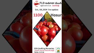 08oct2024 Tamato update music song hosur tamatoa [upl. by Tyson]