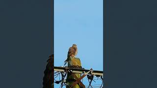 Common Kestrel  Сокалпустальга birds nature urbanbirding birdwatching [upl. by Robyn]