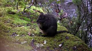 CUTEST PADEMELON [upl. by Nede429]