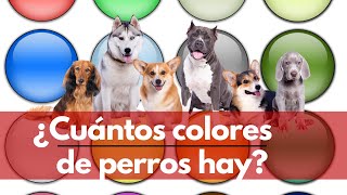 ¿Cuántos colores de perros hay  Terránea [upl. by Eidod]