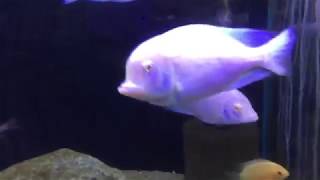 Albino Blue Dolphin Cichlids size around 7 inches [upl. by Shanan]